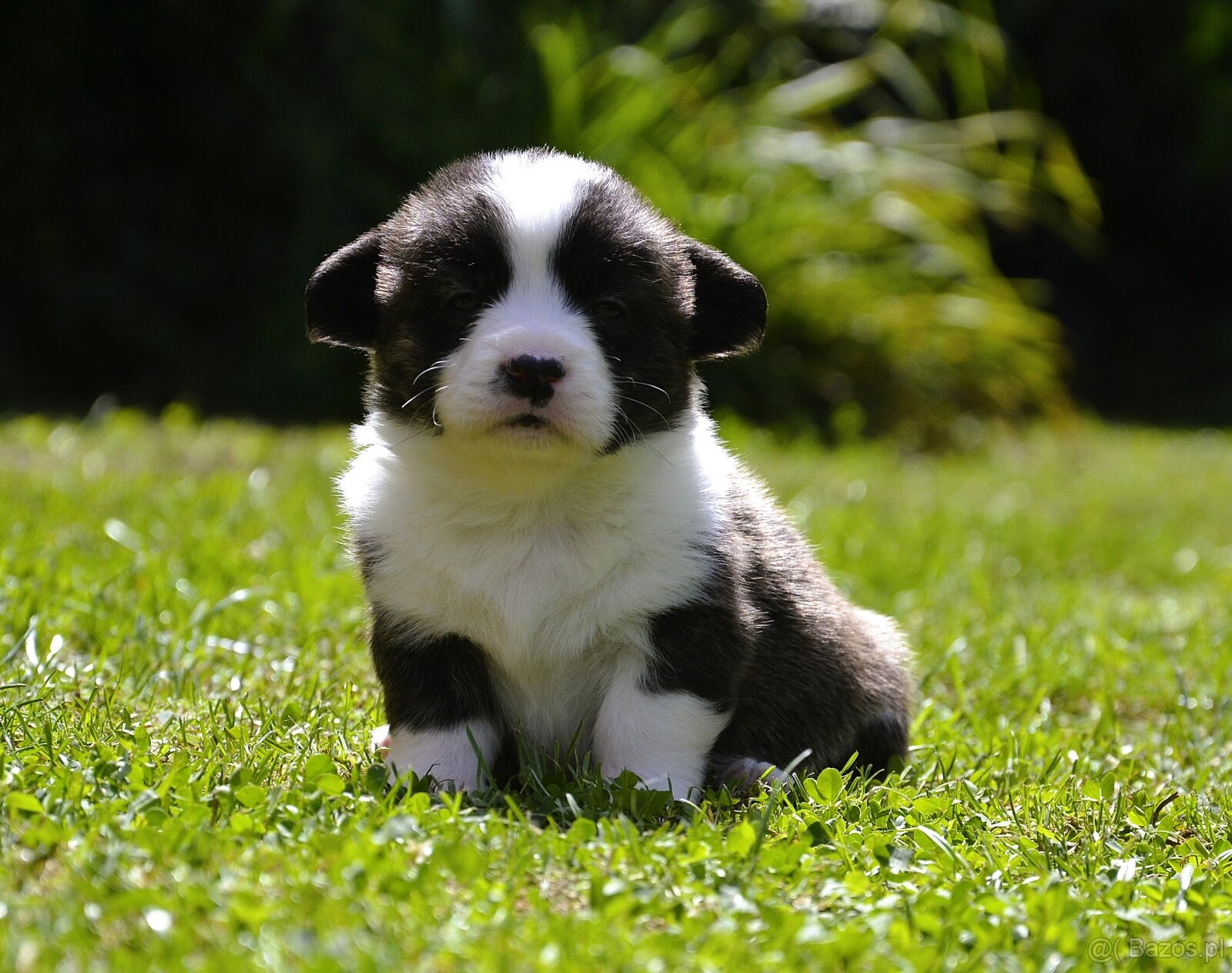 Welsh Corgi Cardigan ZKwP/FCI