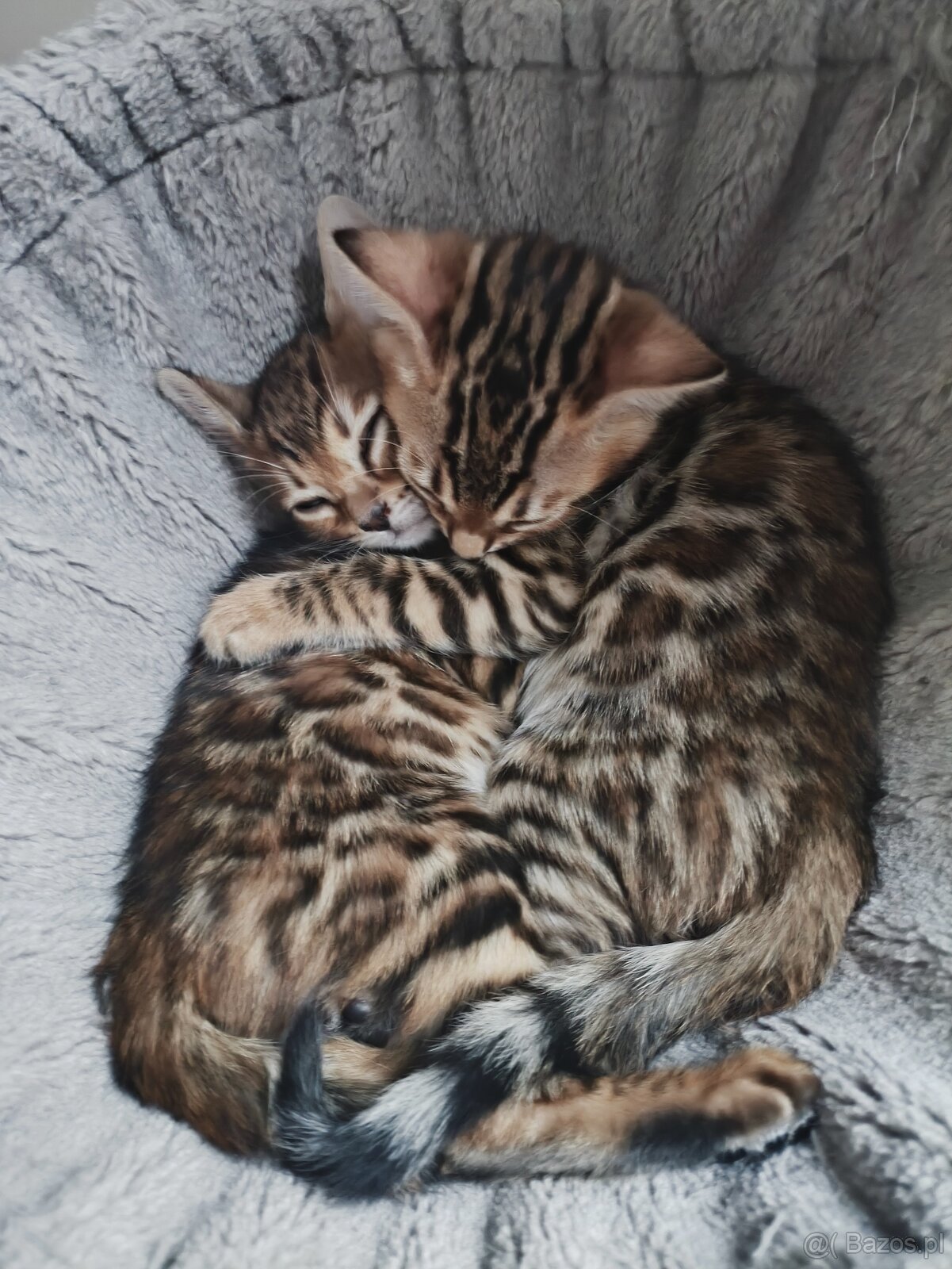 Kocięta bengalskie