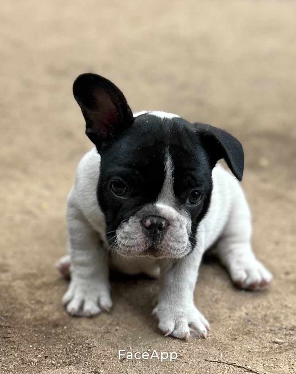 Buldog Francuski
