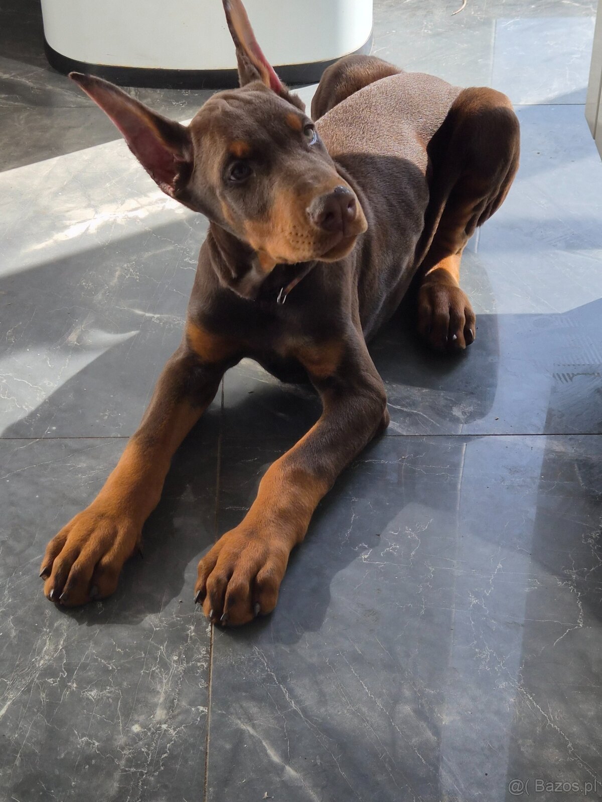 Doberman 3 miesiace FCI