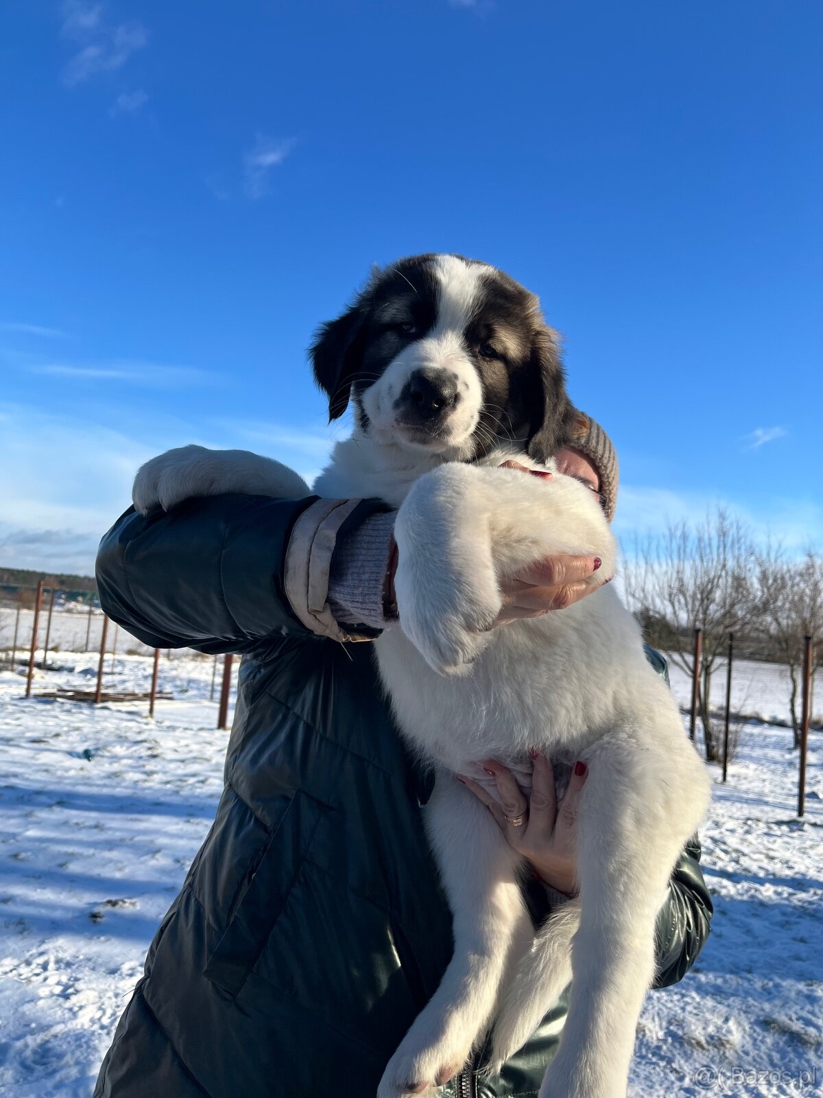 Owczarki Środkowoazjatyckie