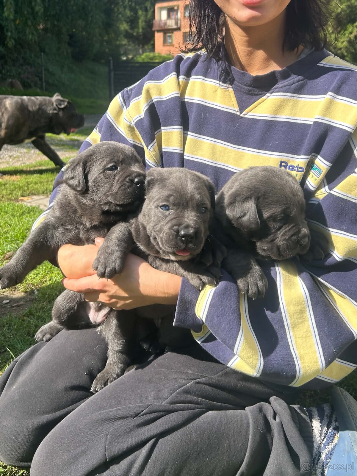 Szczeniaki Cane corso- Suczki