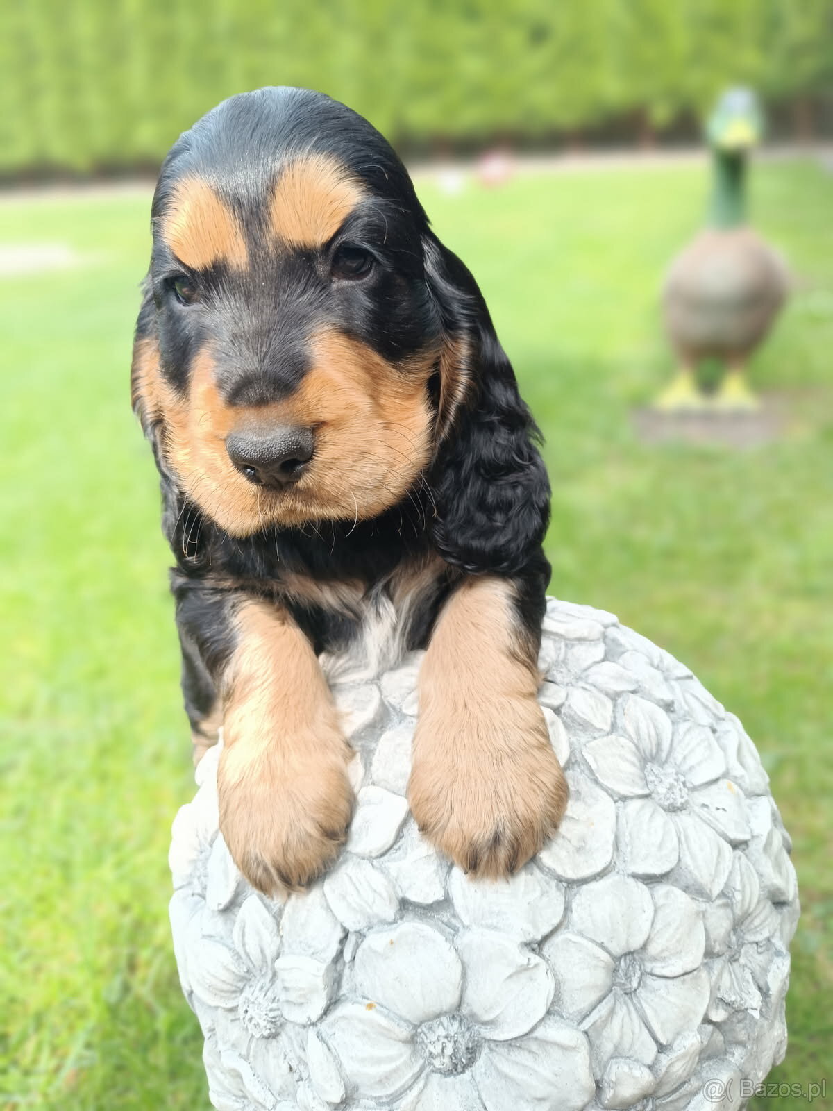 Cocker Spaniel Angielski
