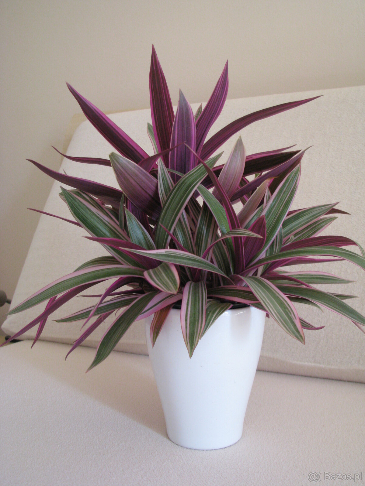 Reo meksykańskie trzykrotka tradeskancja piękna wielokolorow