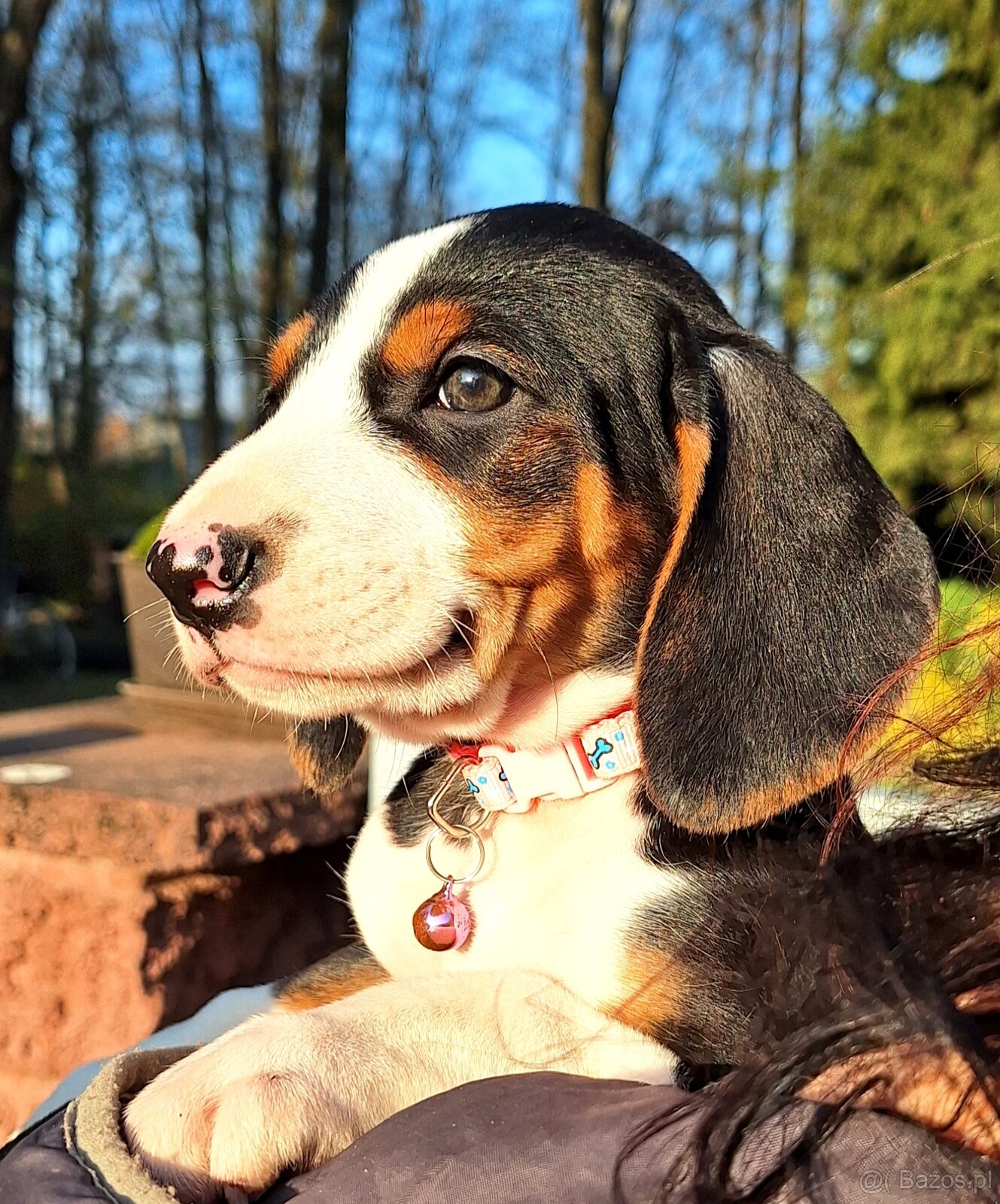 Gończy Serbski trzykolorowy