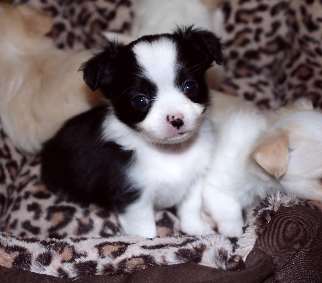 Słodkie szczenięta chihuahua dostępne