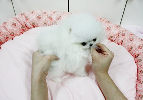 Urocze szczenięta rasy pomeranian dostępne do adopcji.