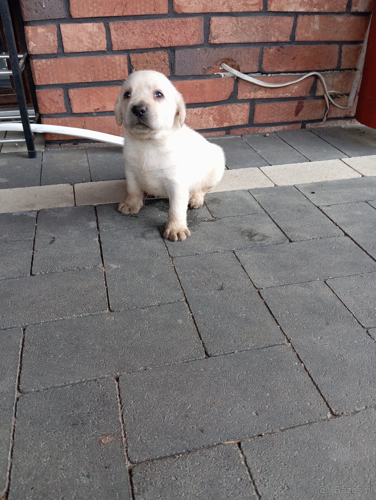 Labrador retriever szczenięta z rodowodem