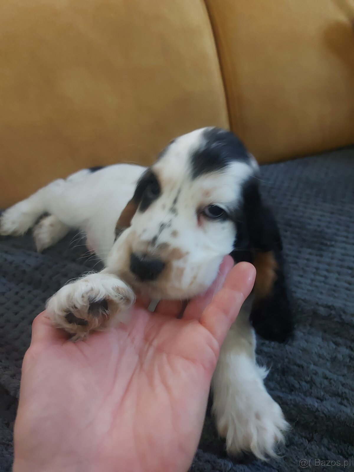 Cocker spaniel angielski