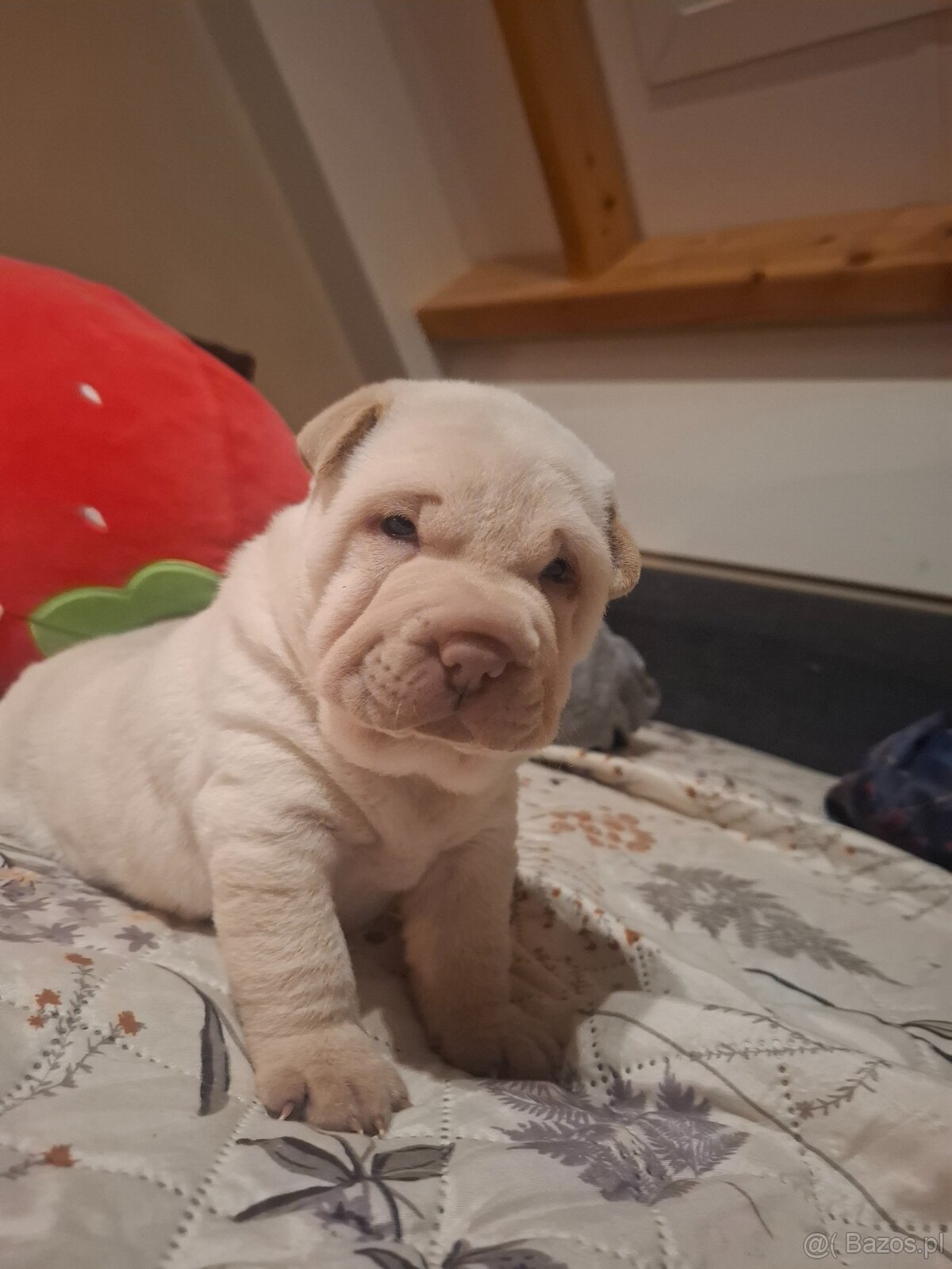 Shar pei na sprzedaż