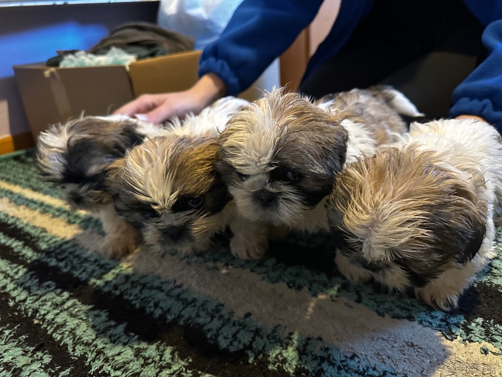 Szczeniaki Shih tzu szukają nowego domu