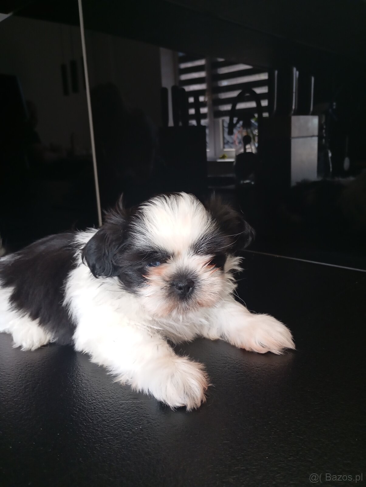 Szczeniaki shih tzu