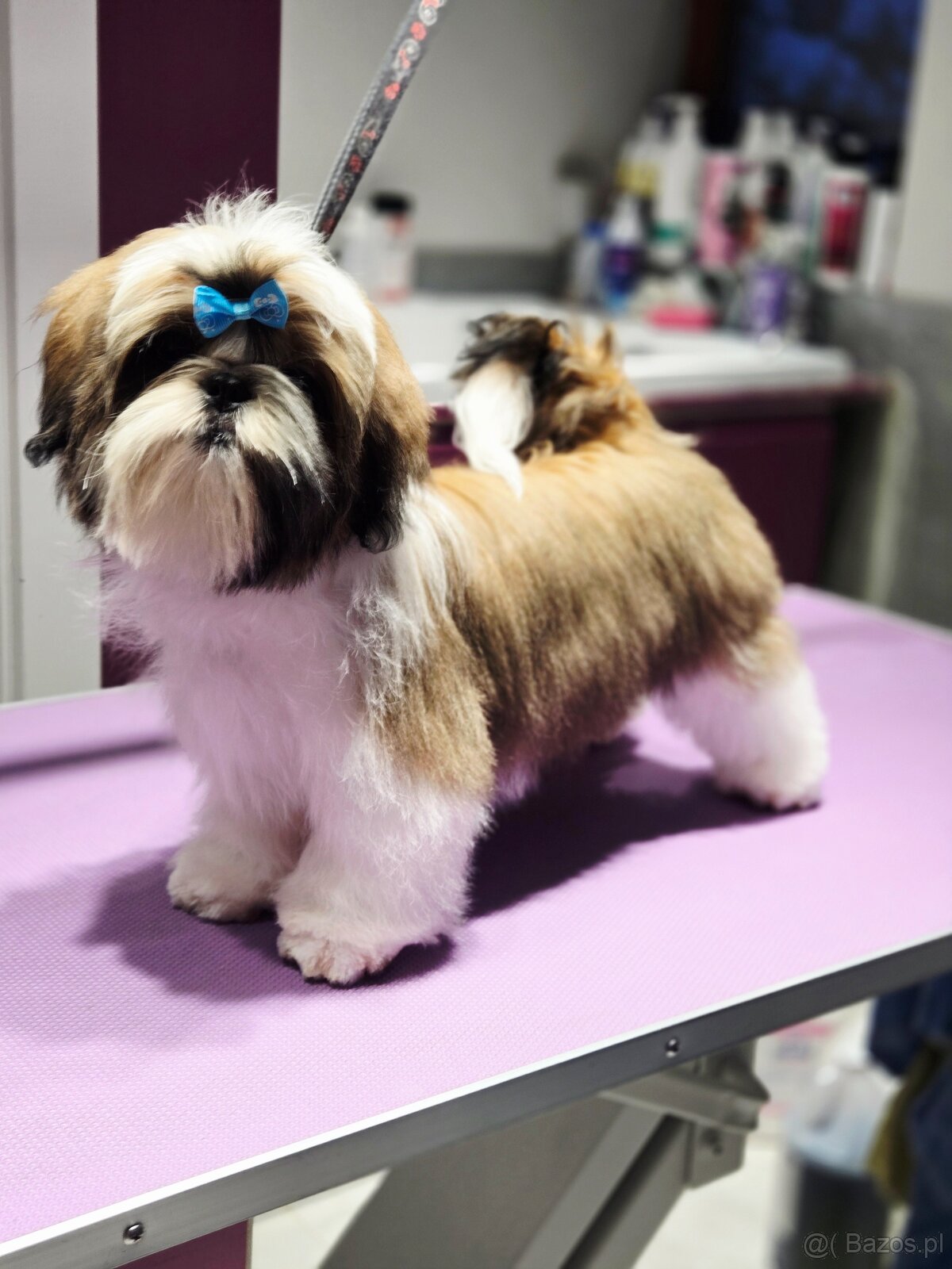 Shih tzu z rodowodem ZKwP FCI szczeniak paszport