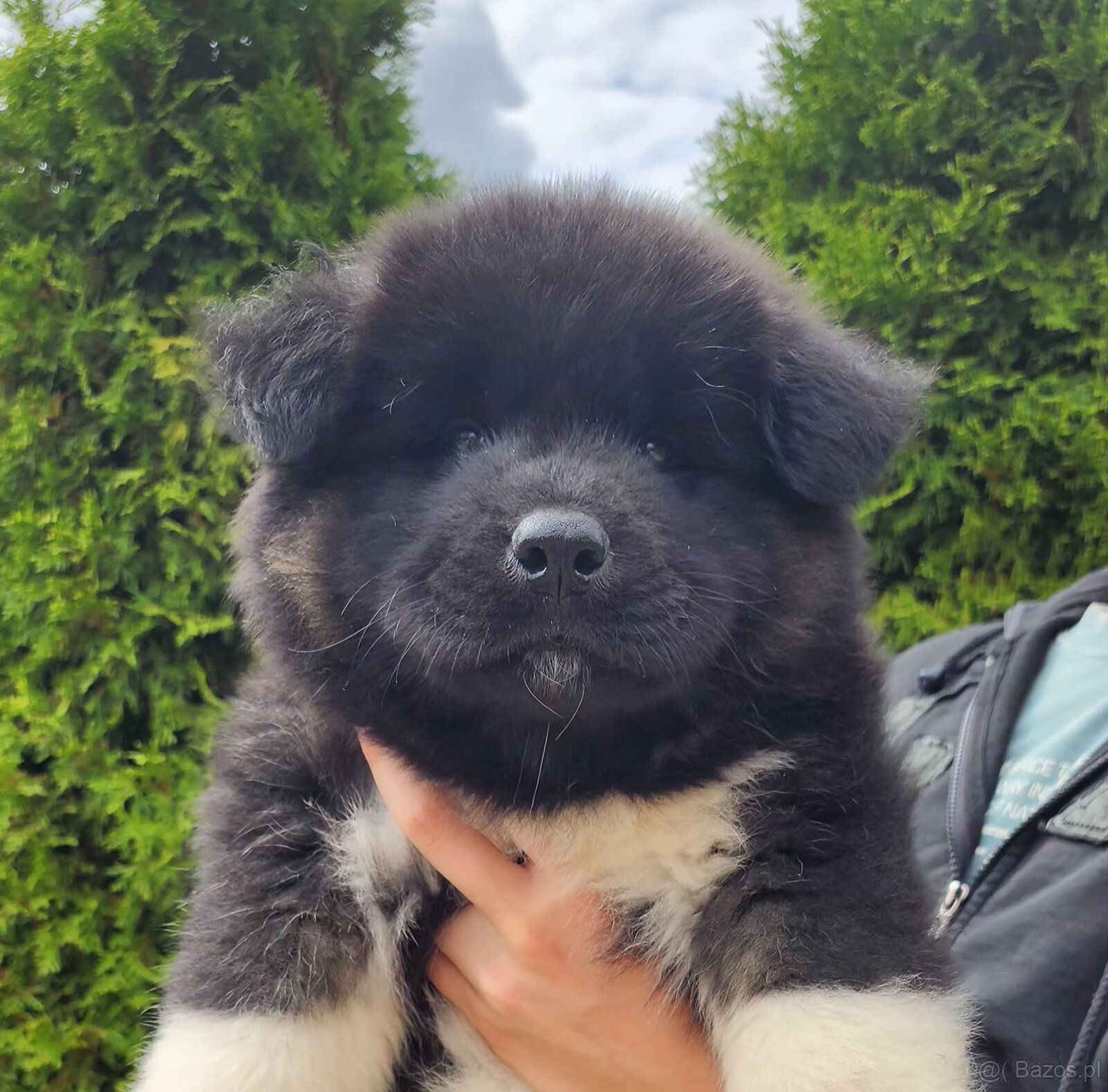 American akita