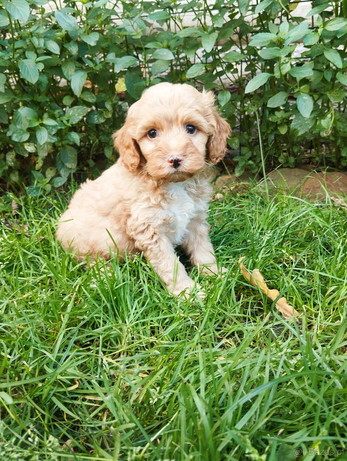 Cockapoo f1b