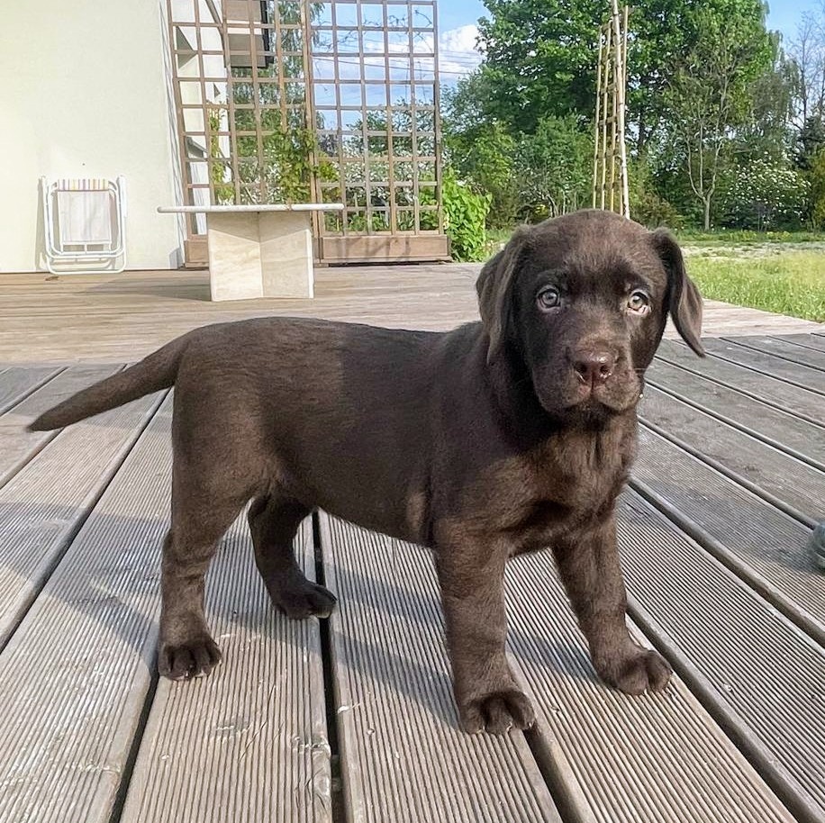 Szczenięta Labrador Retriever - mama FCI