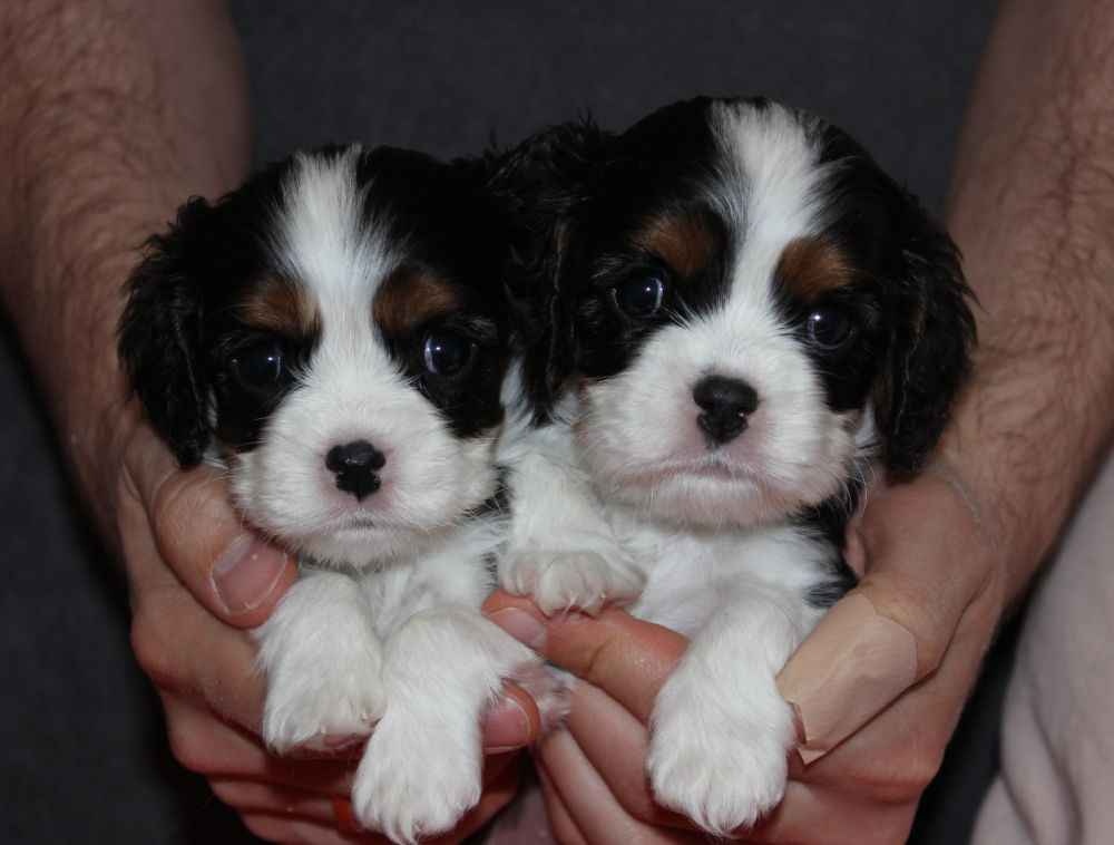 Szczeniaki pieski Cavalier King Charles Spaniel ZKwP FCI