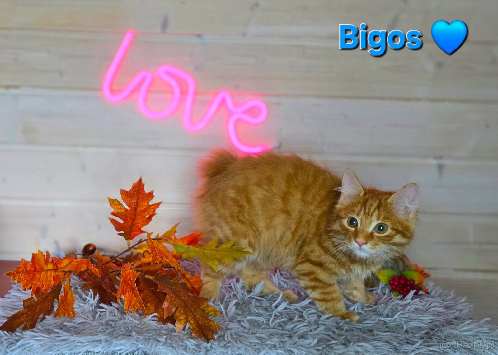 Kot bez ogona Kurylski Bobtail długowłosy