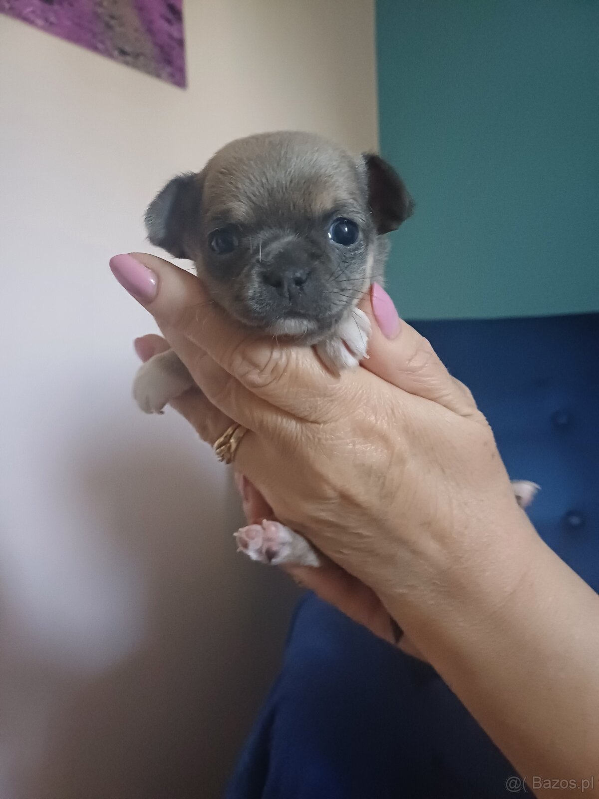 Chihuahua szczenięta