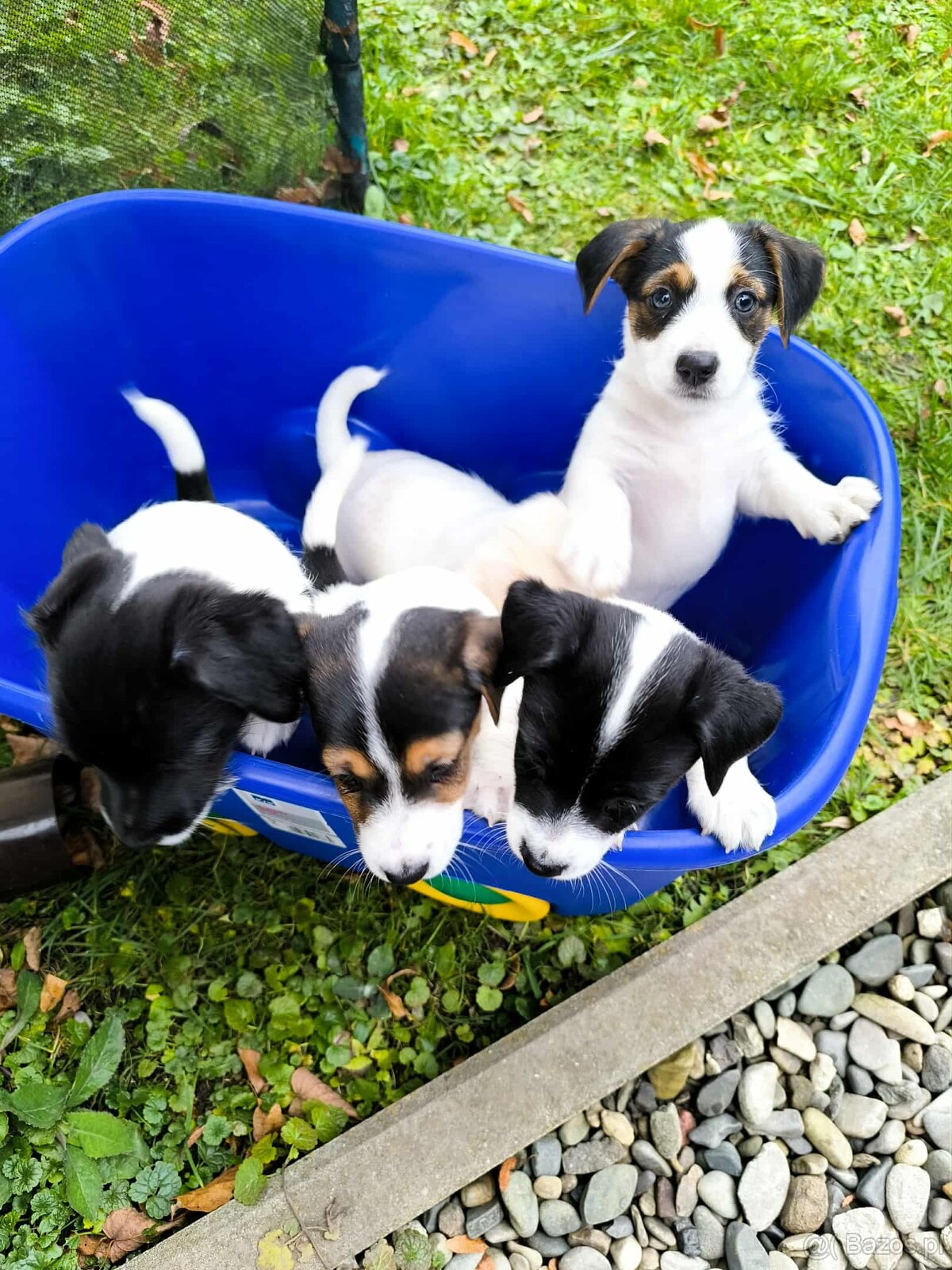 Jack Russell Terrier