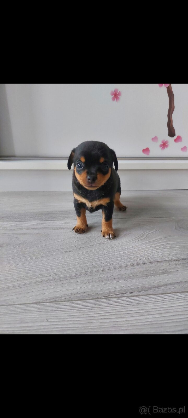 Suczki szukają nowego domku