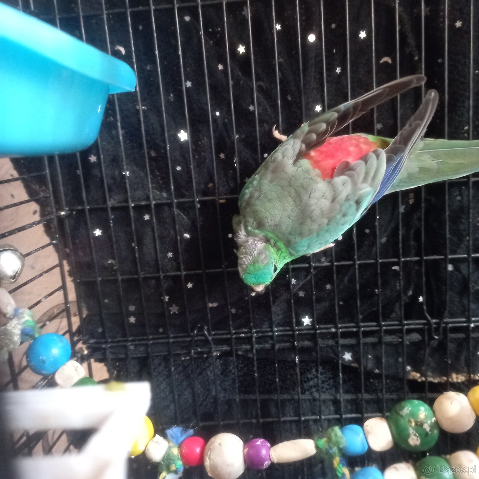 Sprzedam papużki faliste