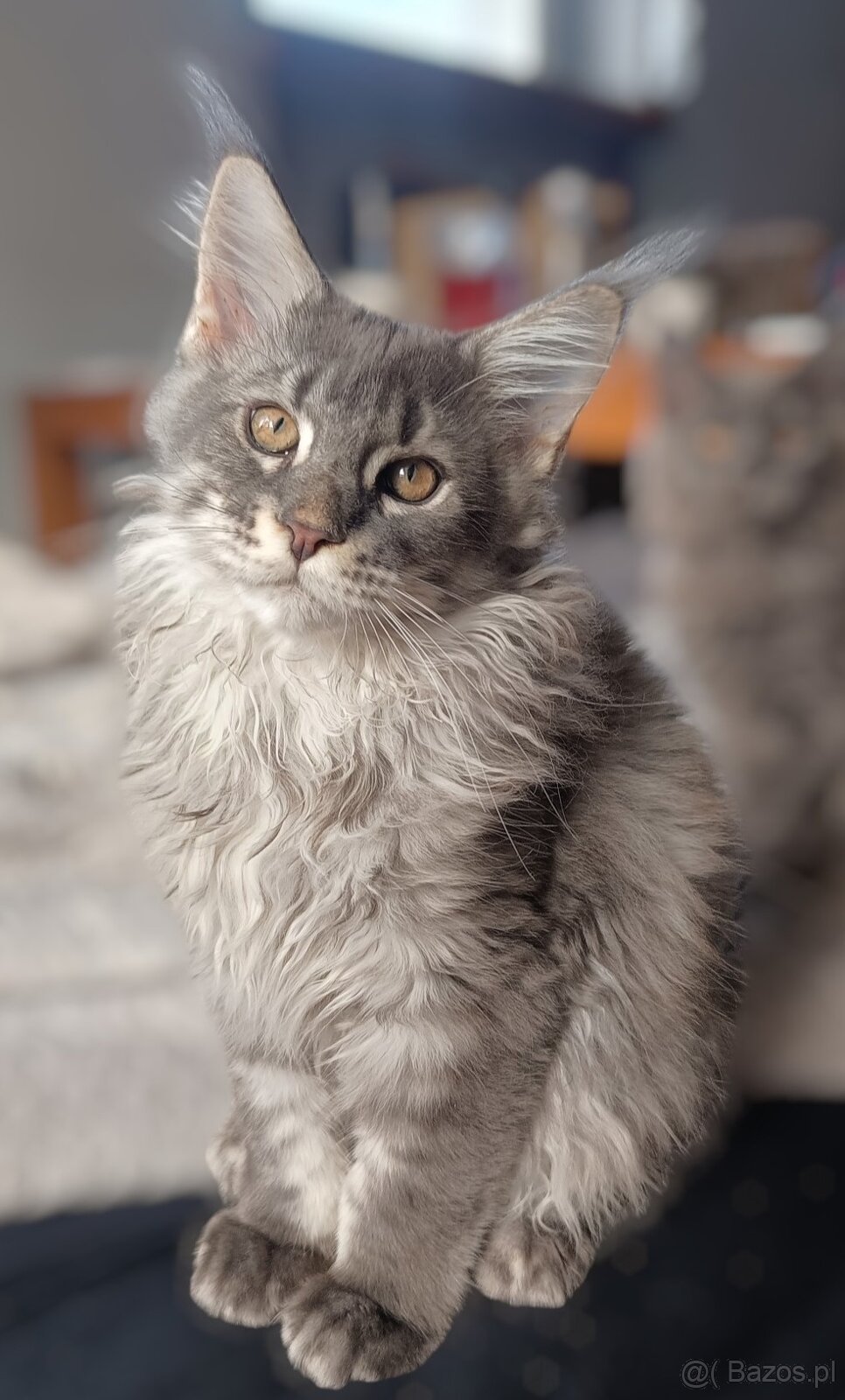 Maine Coon Kocięta z Rodowodem Fpl