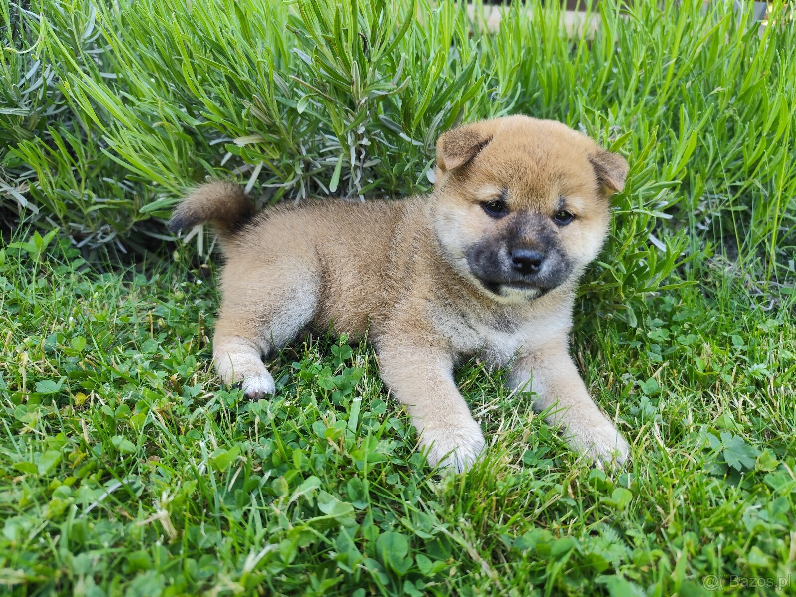Shiba Inu KioFig ZKwP/FCI