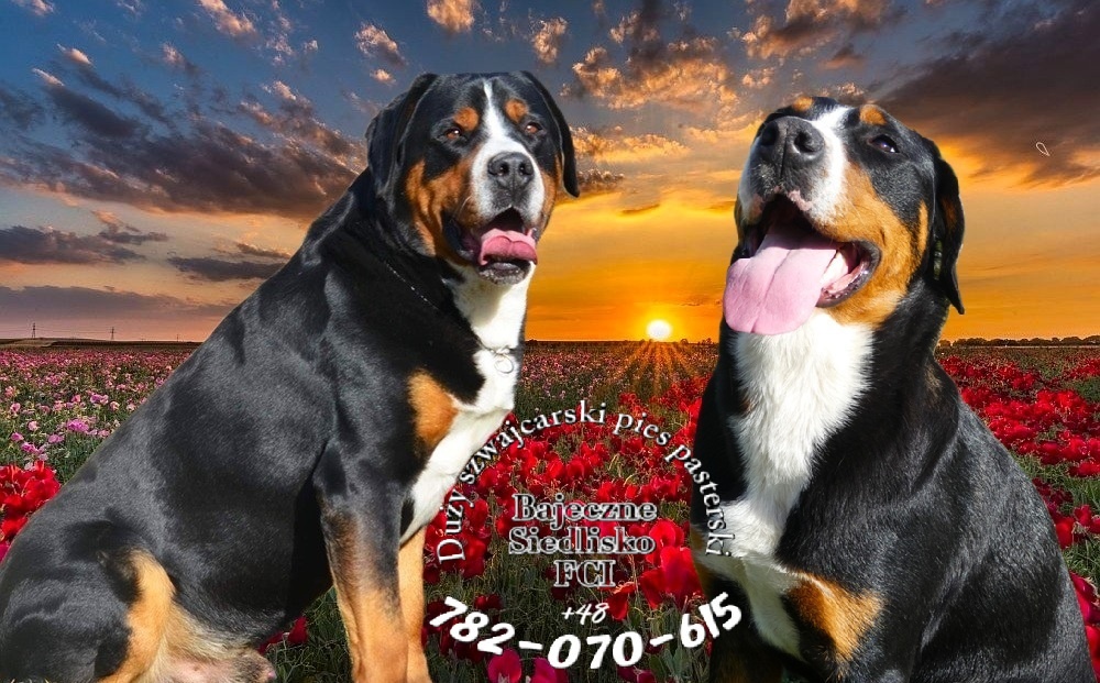 Duży szwajcarski pies pasterski hodowla szczeniak szczeniaki