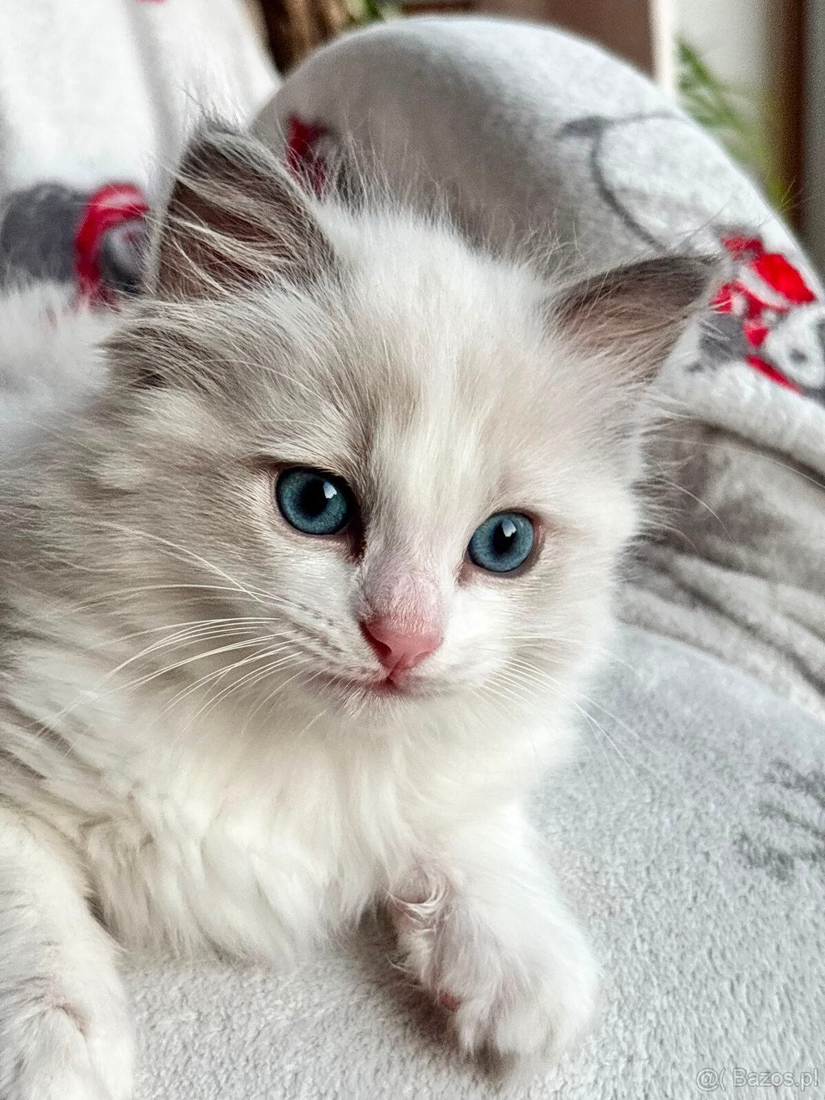 RAGDOLL kocurek blue bicolor