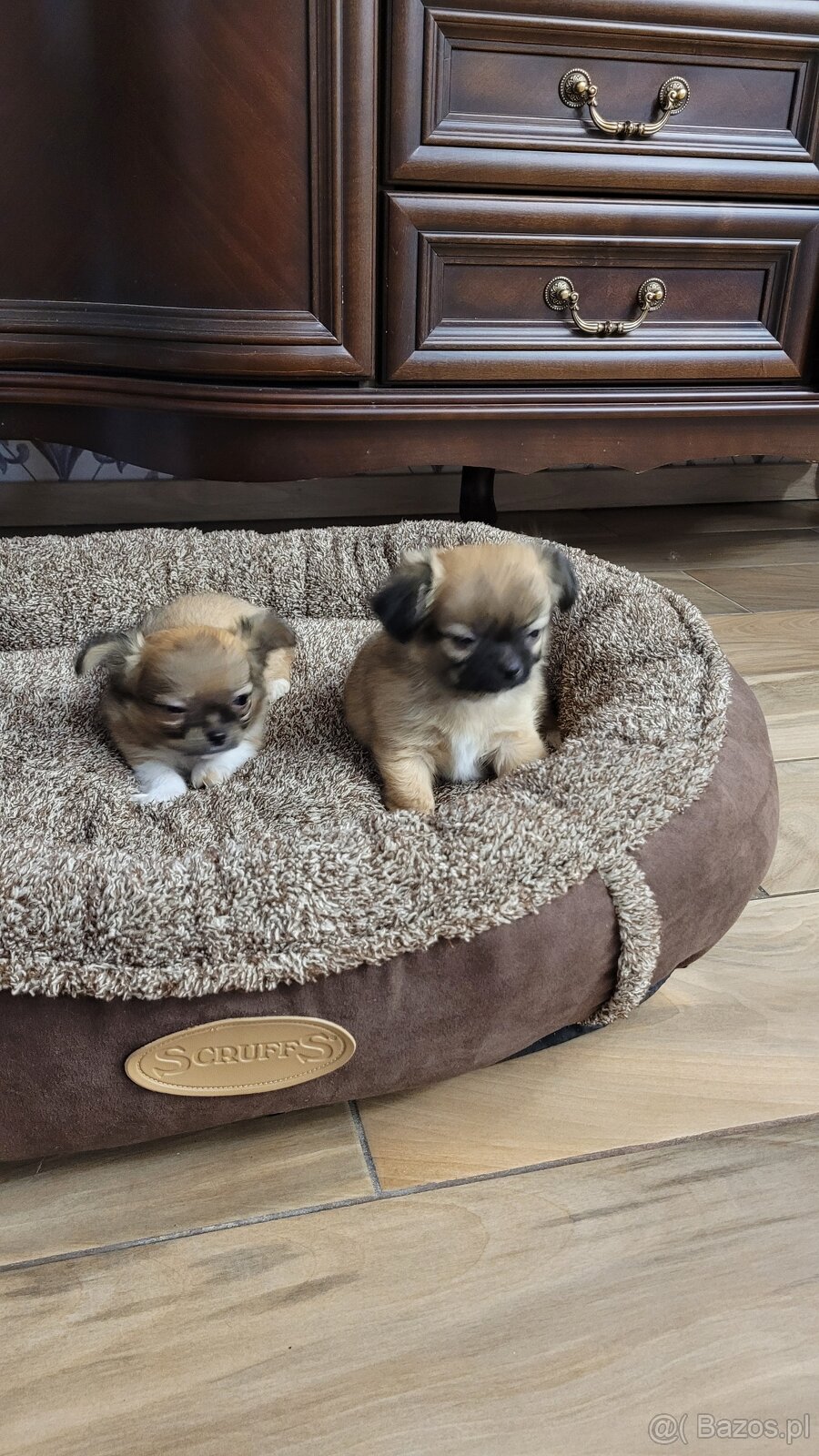 Szczenięta Chihuahua