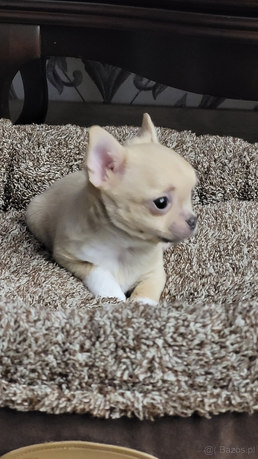 Zloty piesek chihuahua.