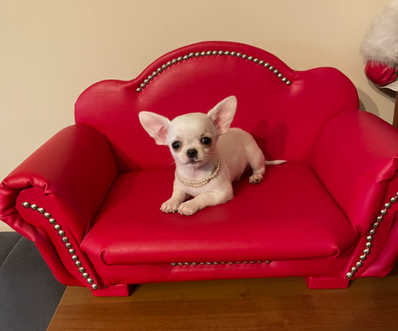 Chihuahua śliczny biały piesek