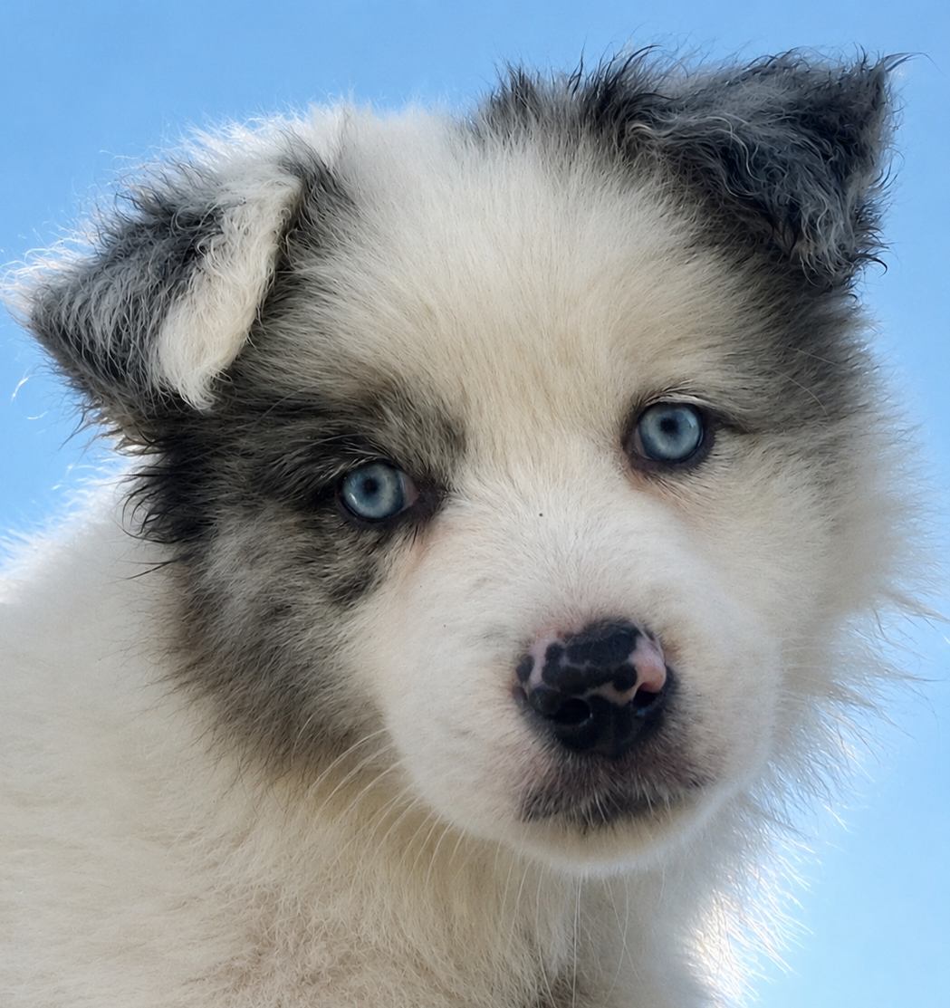 Border collie ZKwP