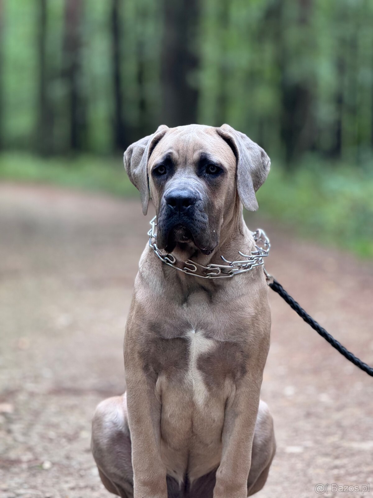 Cane Corso