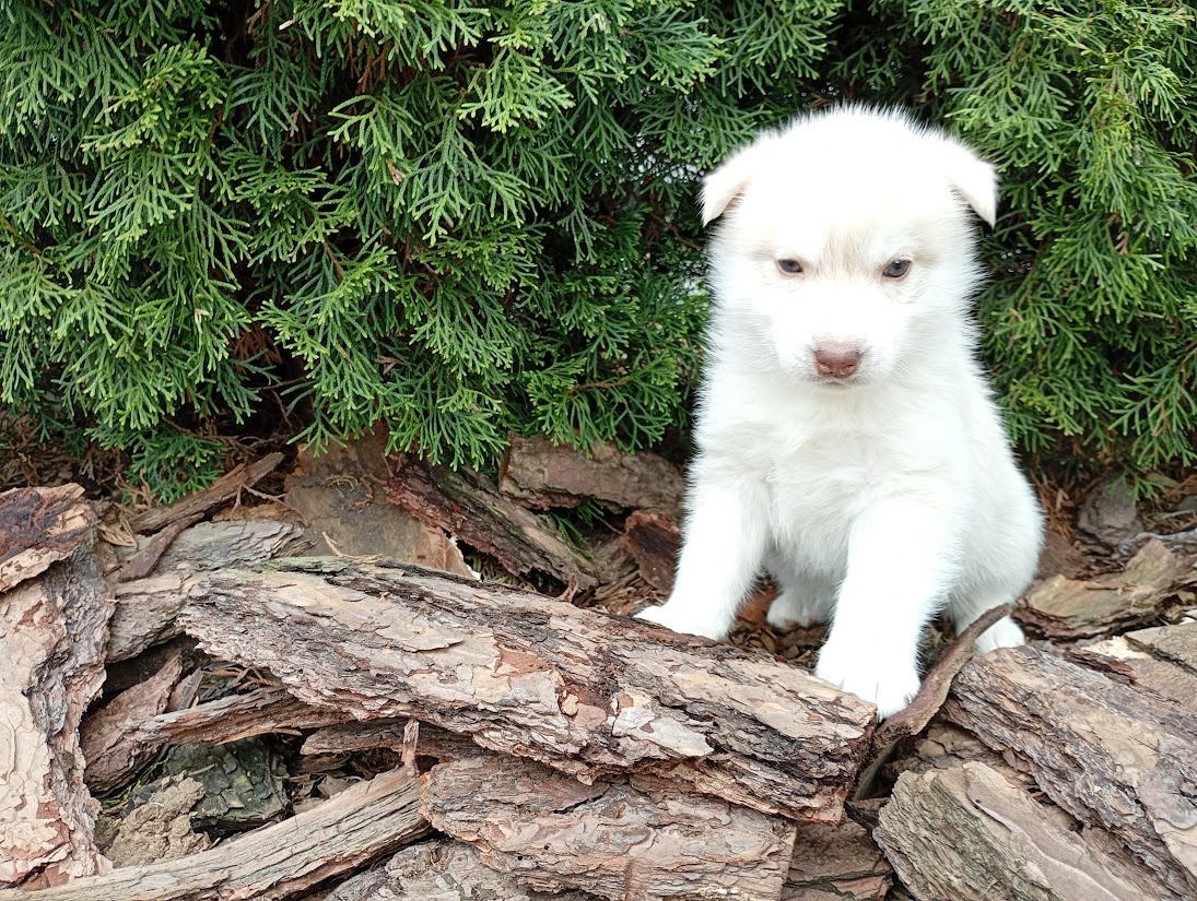 Siberian husky