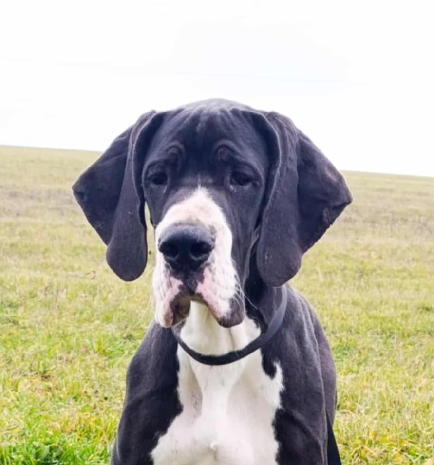 Dog niemiecki z rodowodem