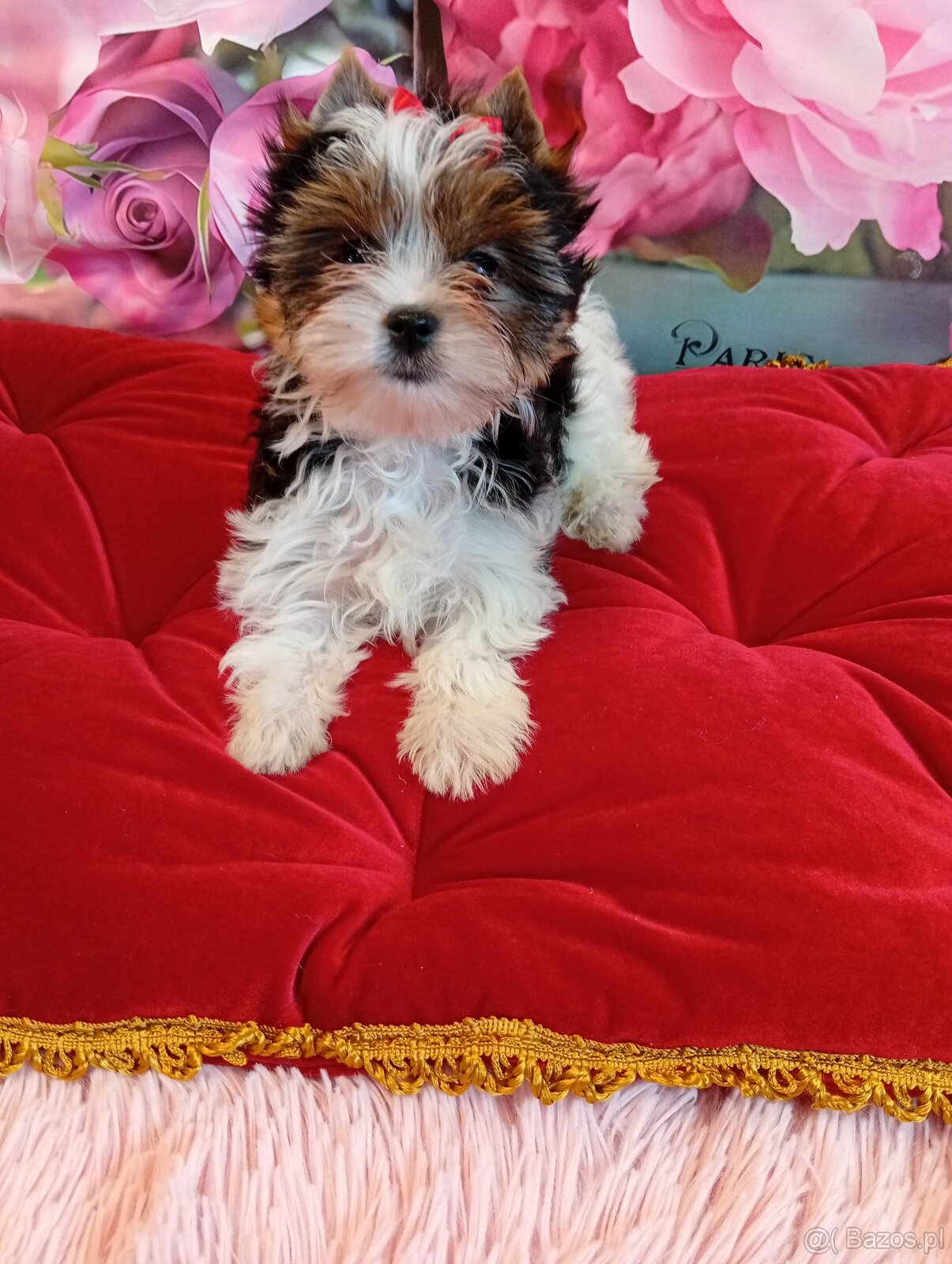 Mini suczka Biewer Yorkshire terrier FCI.