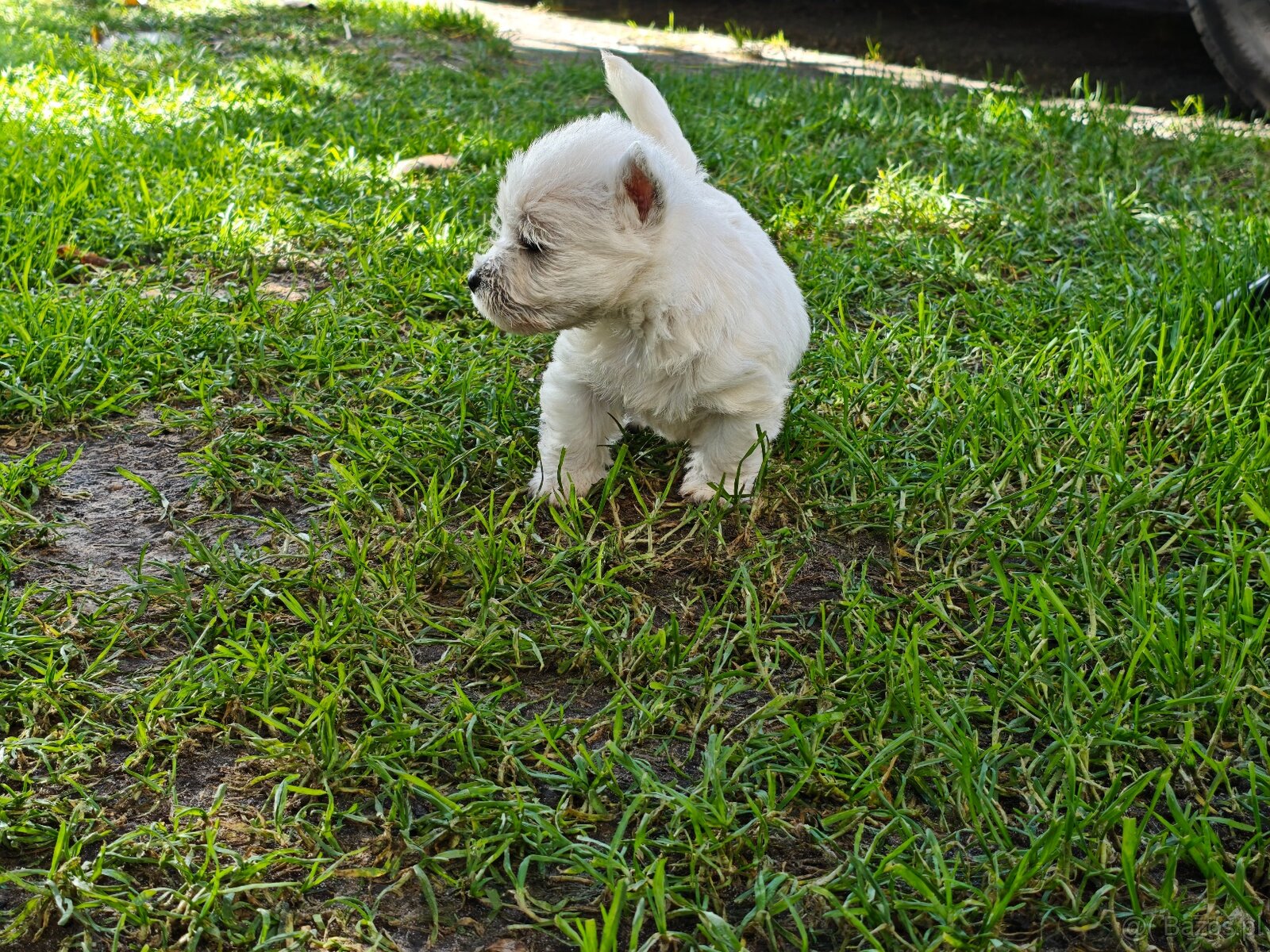 Szczenięta West Highland White Terrier