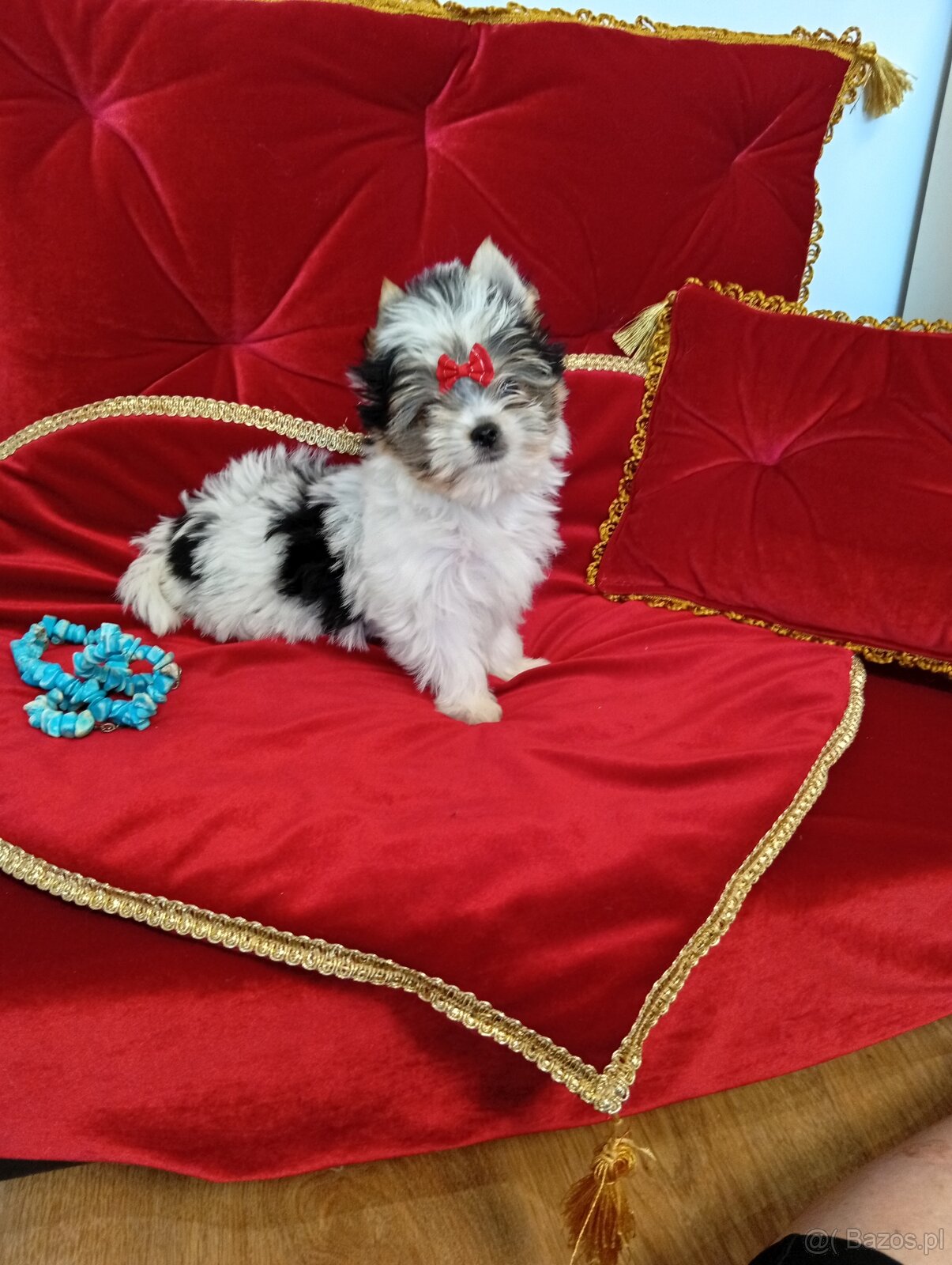 Mini suczka z metryką ZKwP/ FCI Biewer Yorkshire terrier.