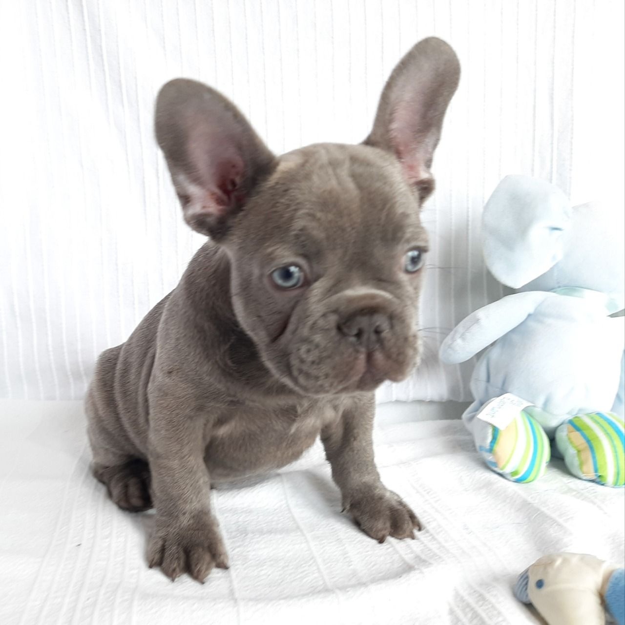 Szczenięta buldoga francuskiego na sprzedaż