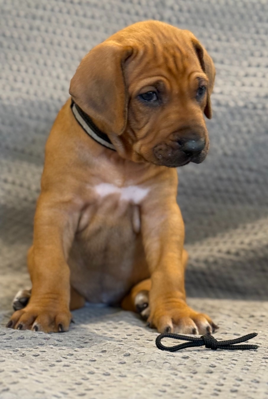 Rhodesian ridgeback