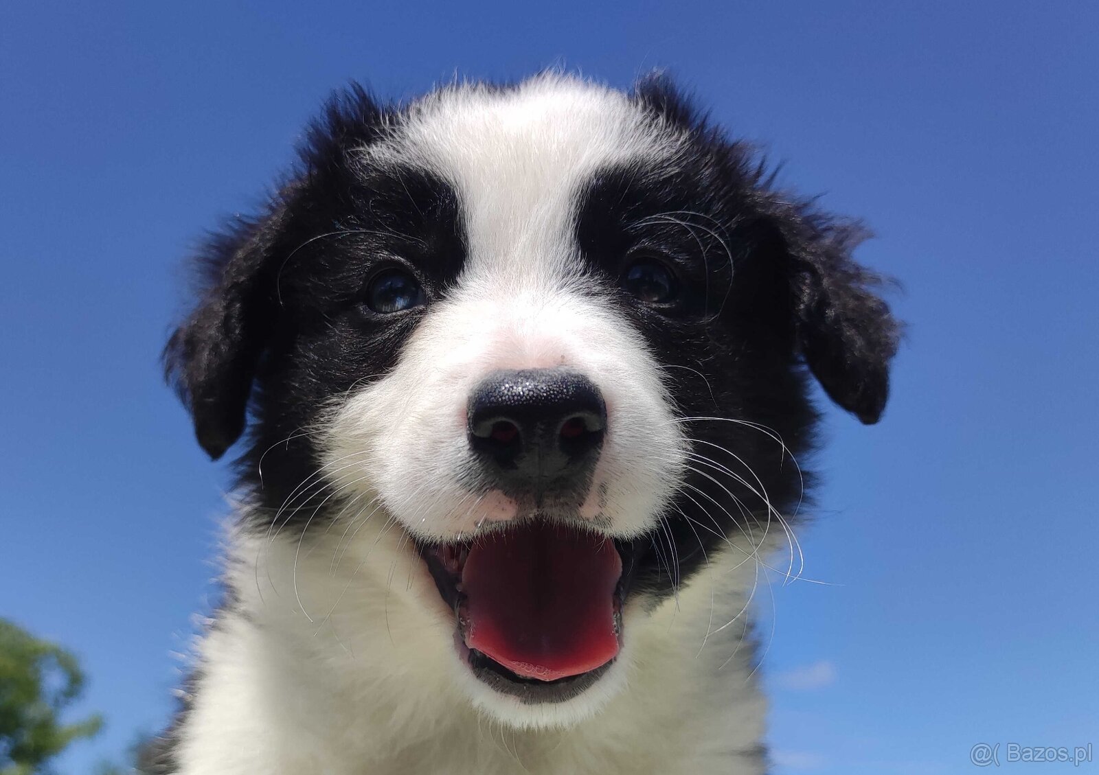 Piękna rasowa suczka - Border Collie z pełną dok.