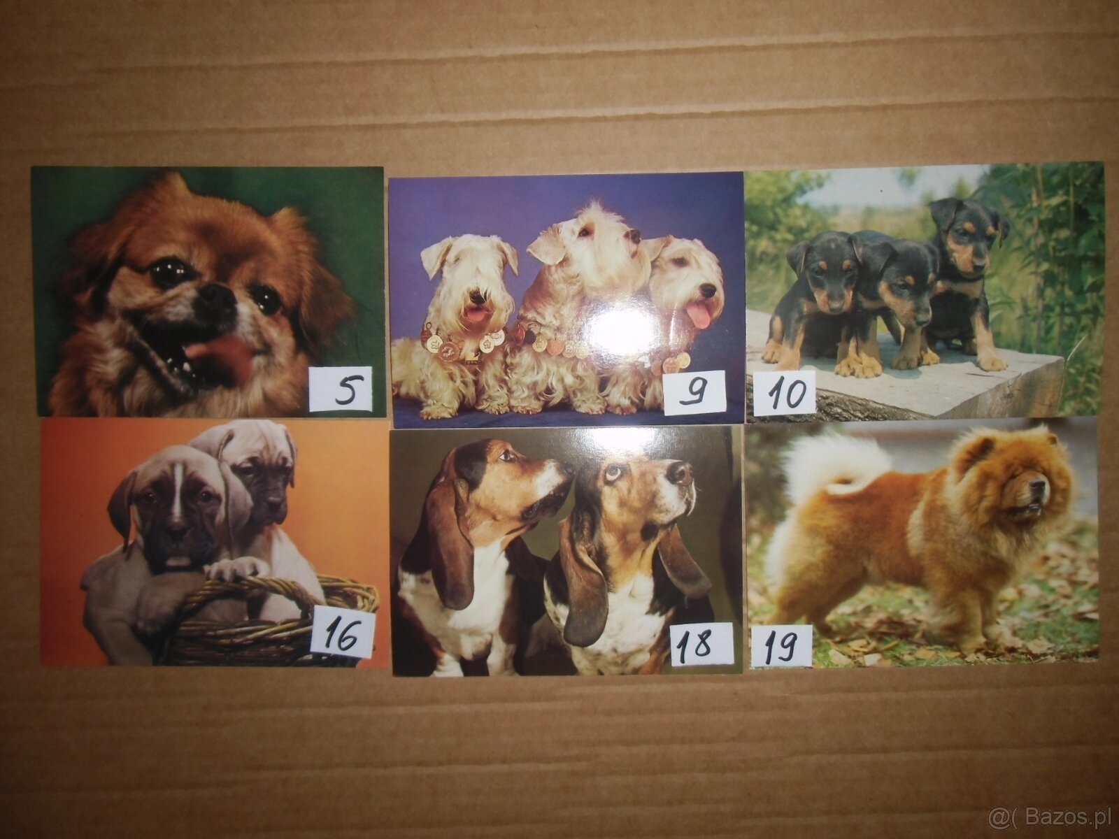 Sprzedam  czyste  kartki  z  psami-1 zl  za  kartke