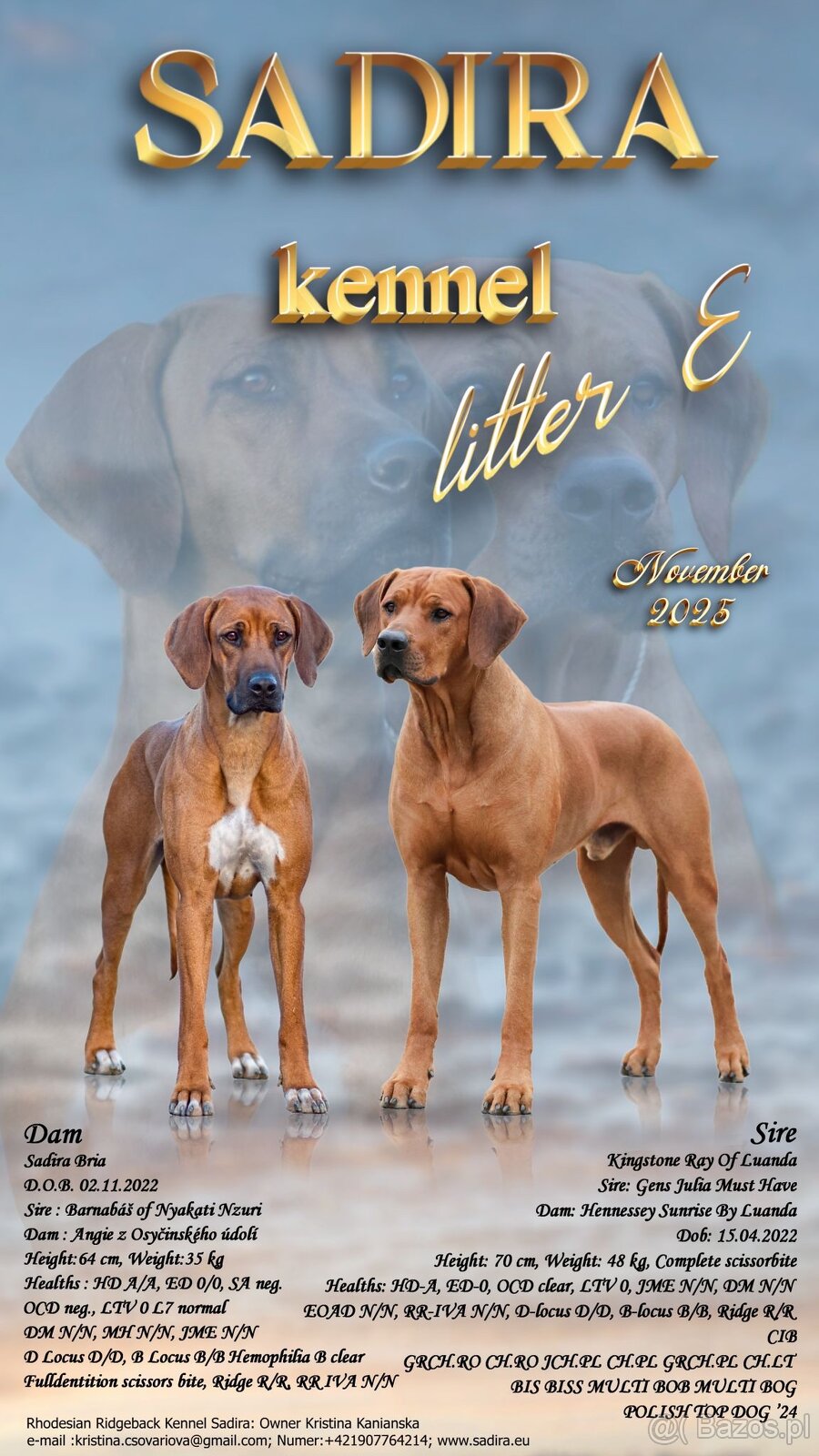 Rhodesian Ridgeback szczenięta