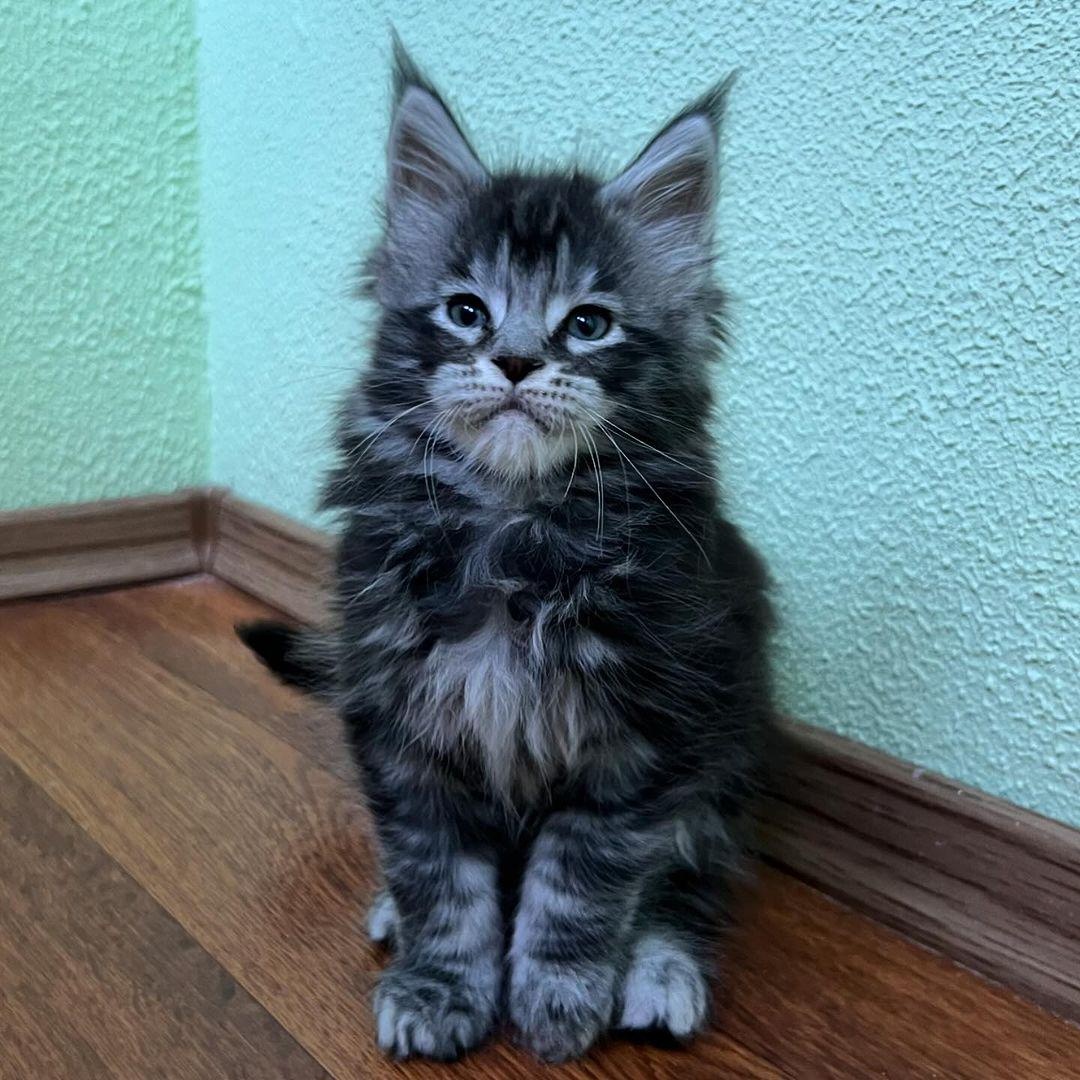 Kocięta rasy Maine Coon na sprzedaż