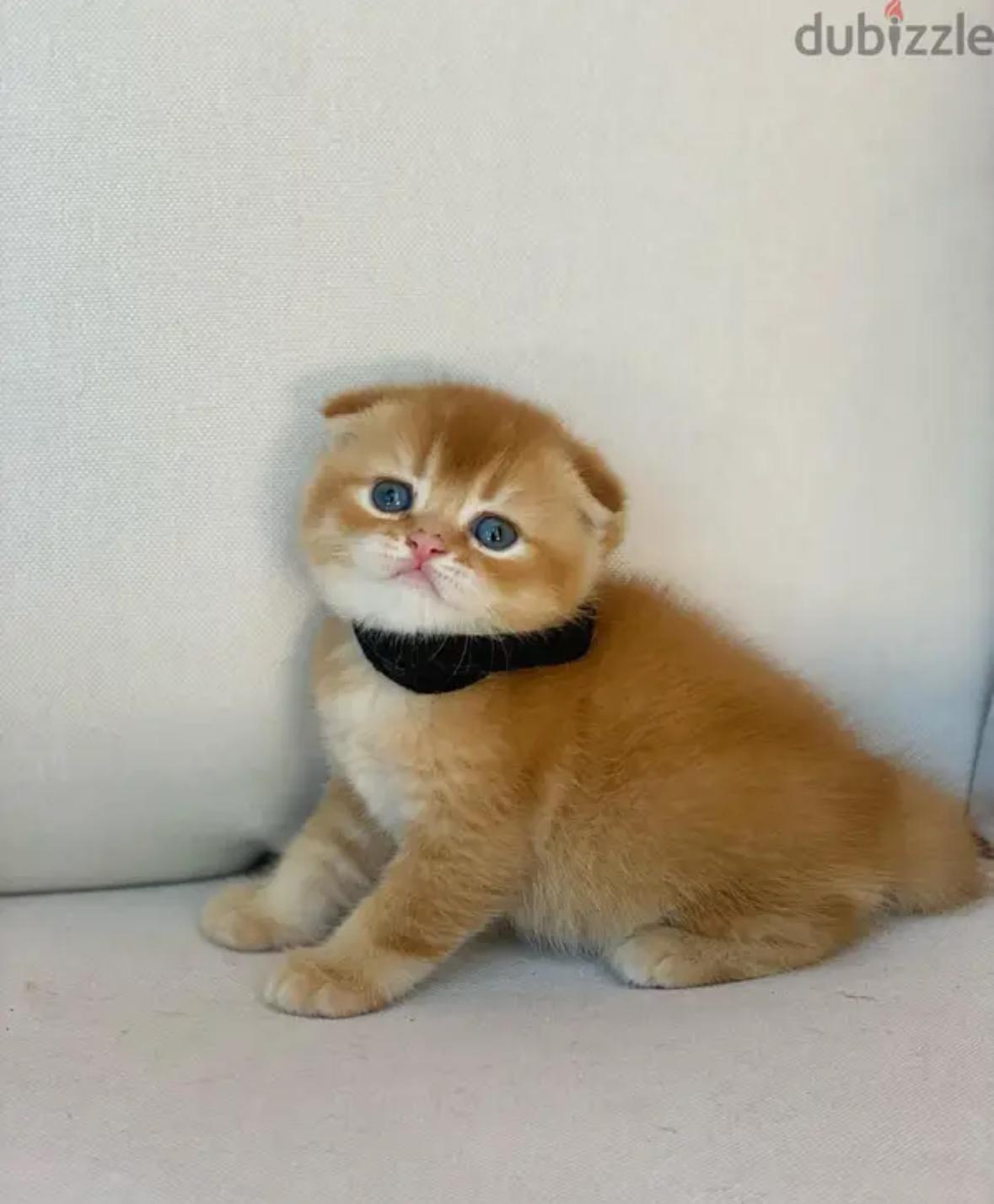 Kocięta rasy Scottish Fold na sprzedaż