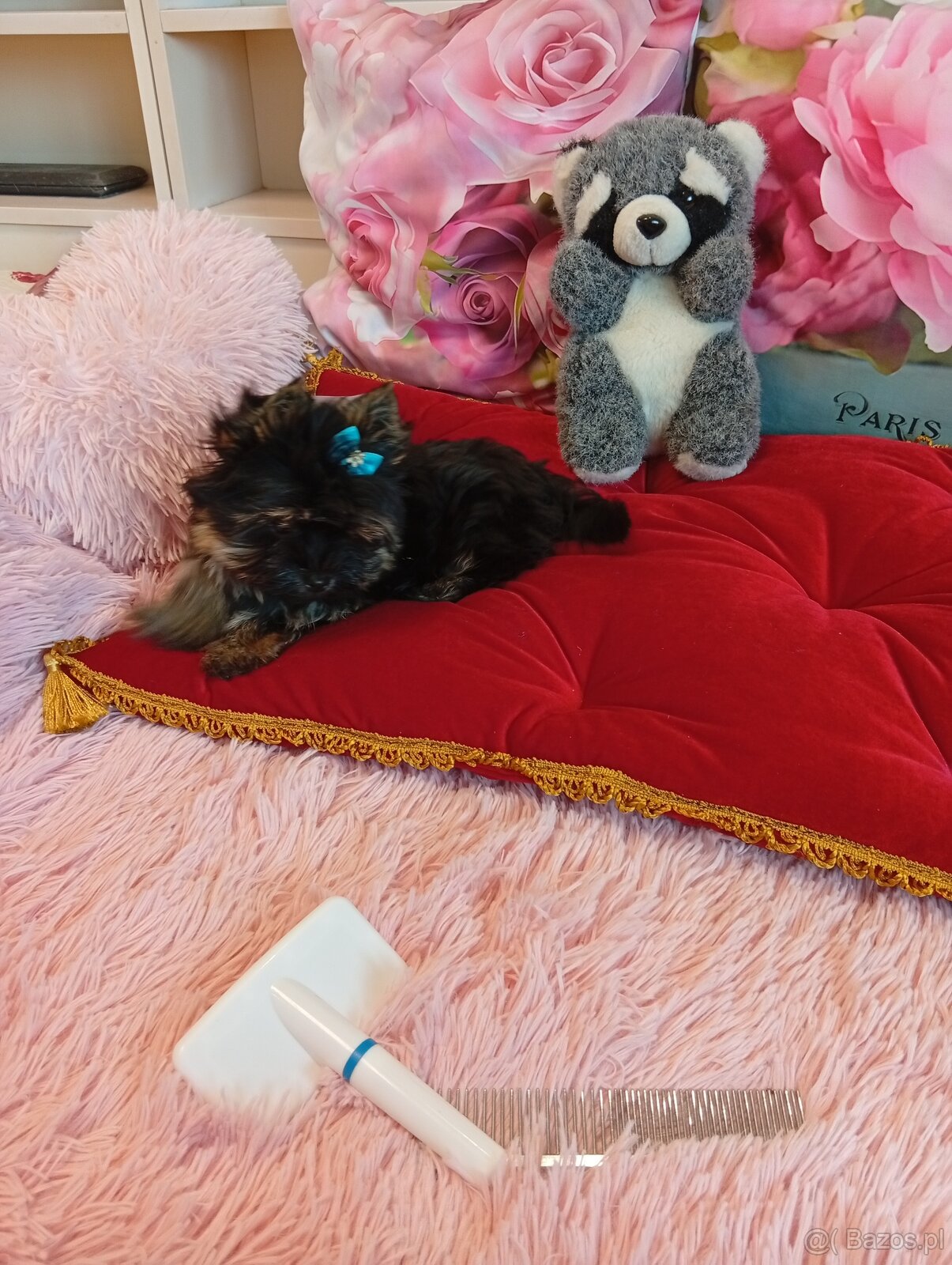 Mini samczyk Yorkshire terrier do 2 kg .