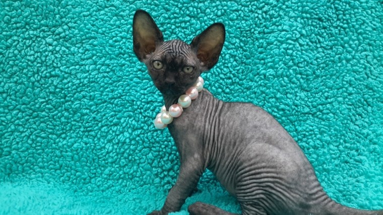 Kocięta rasy sfinks na sprzedaż