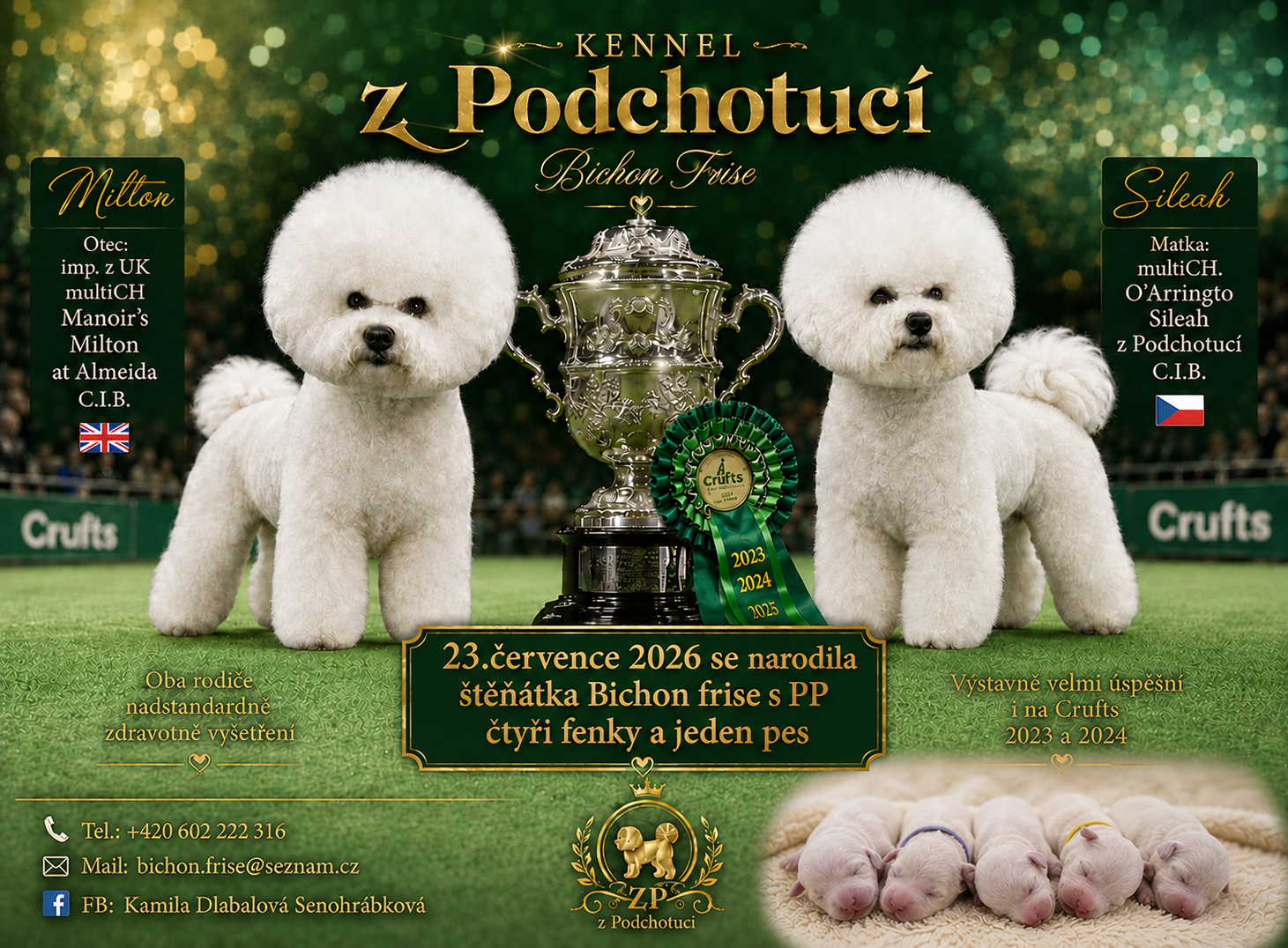 Bichon frise s PP